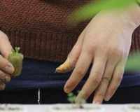 The Beginner's Guide to Hydroponics: How to Get Started with Indoor Gardening