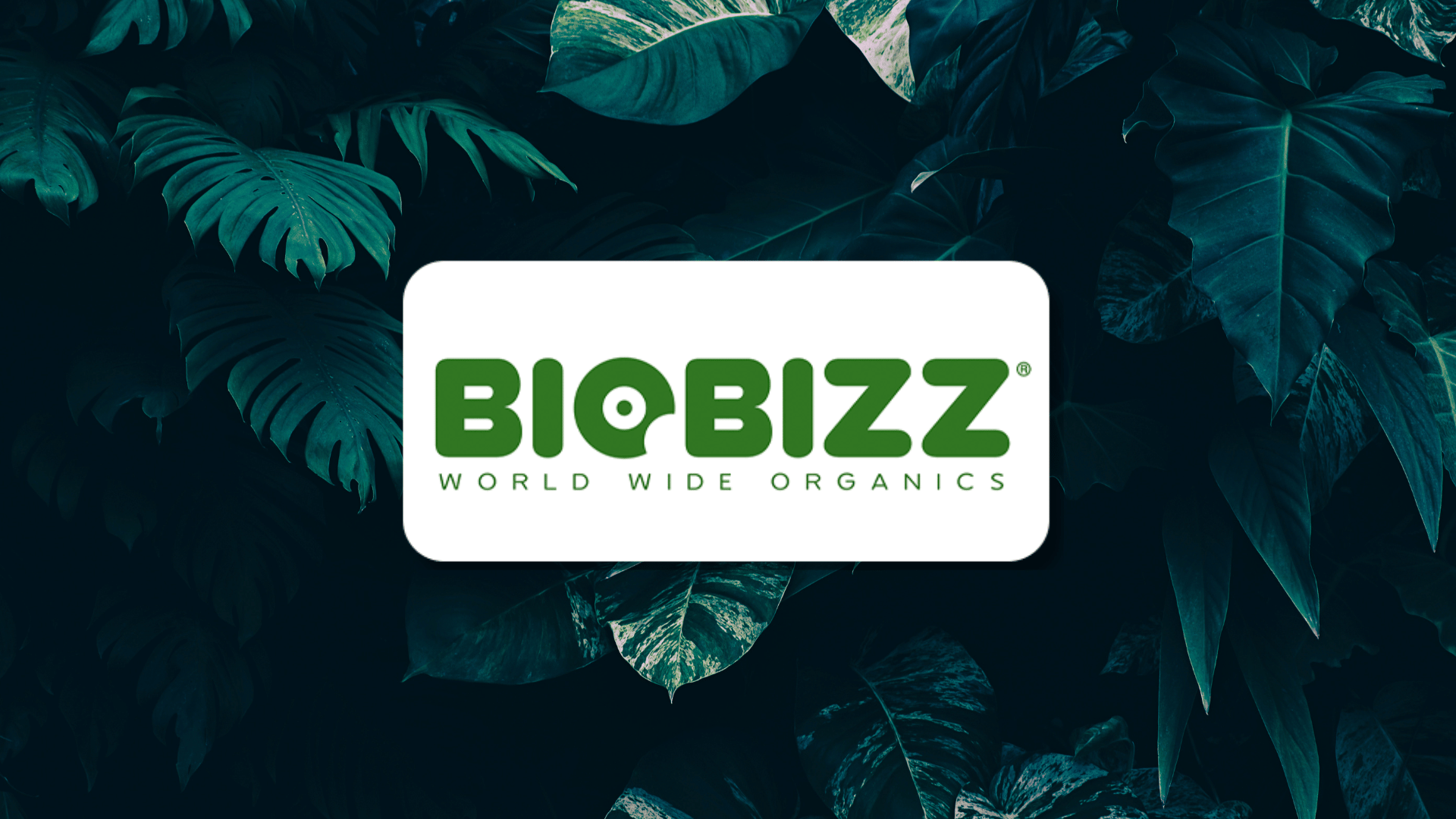 BioBizz Nutrient Range: Complete Guide