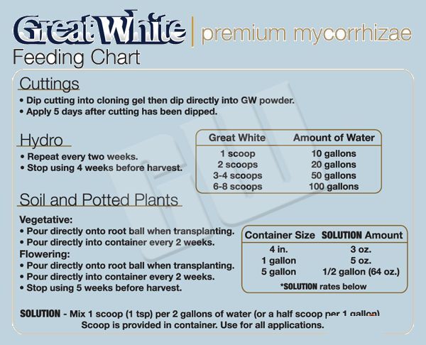 Great White Mycorrhizae Powder Plant Success